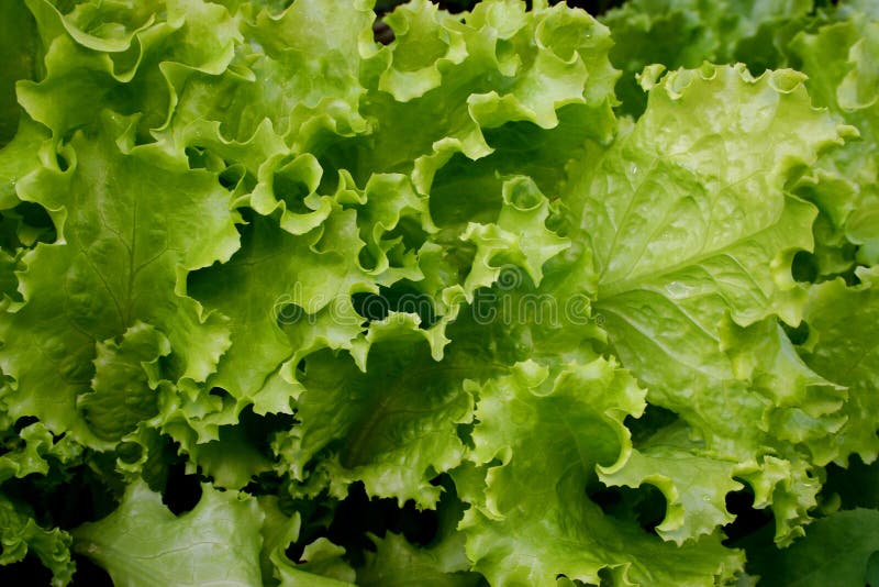 Lettuce stock image. Image of lettuce, leaf, eating, food - 1015305