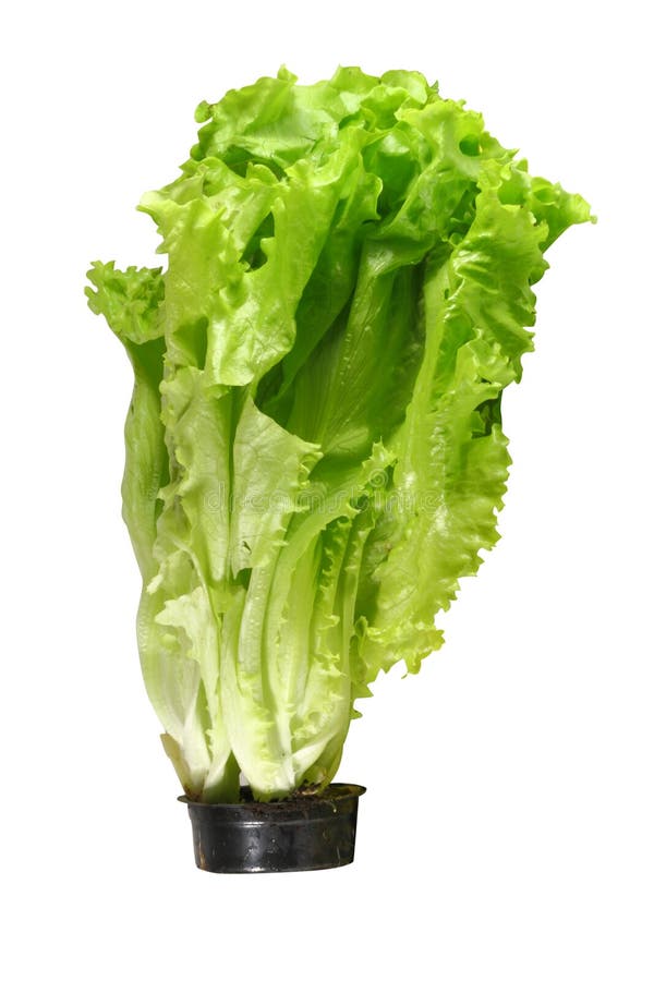 Lettuce