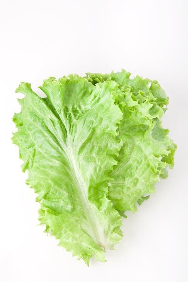 Lettuce