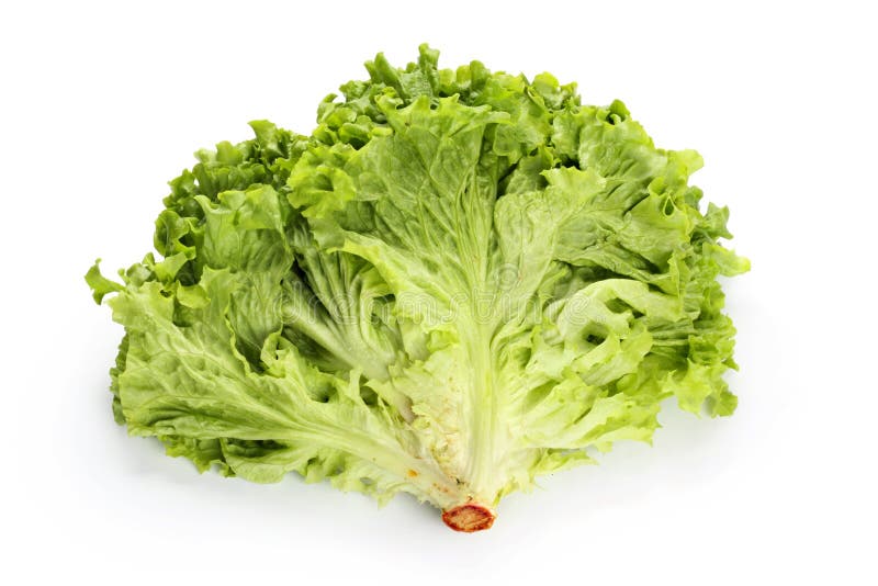 lettuce