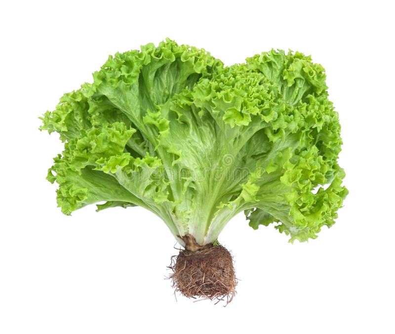 Lettuce