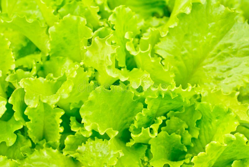 Lettuce Growing in the Soil Stock Image - Image of fertilisation, earth ...