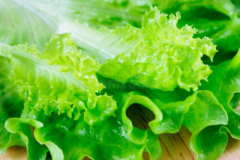 7,164 Wet Lettuce Stock Photos Free & RoyaltyFree Stock Photos from