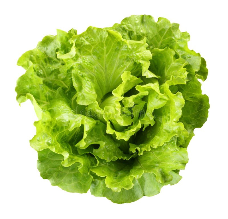 9,600+ Lettuce Free Stock Photos StockFreeImages