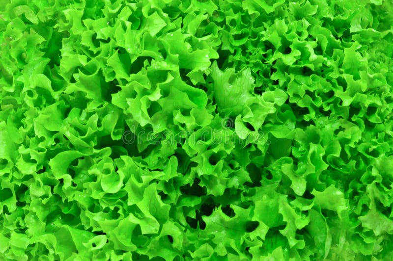 Lettuce background stock image. Image of agriculture - 17534255