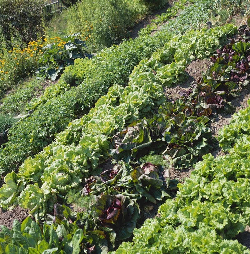 Lettuce beds stock photo. Image of culture, cultivation 7674884