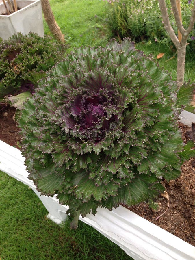 603 Lettuce Vase Stock Photos Free & RoyaltyFree Stock Photos from