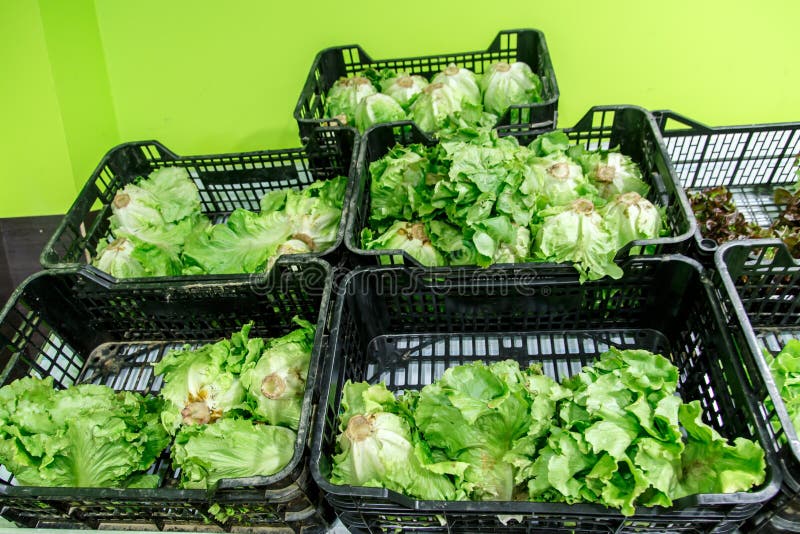 Lettuce Group from an Orchard Stock Image Image of healthy, leaf