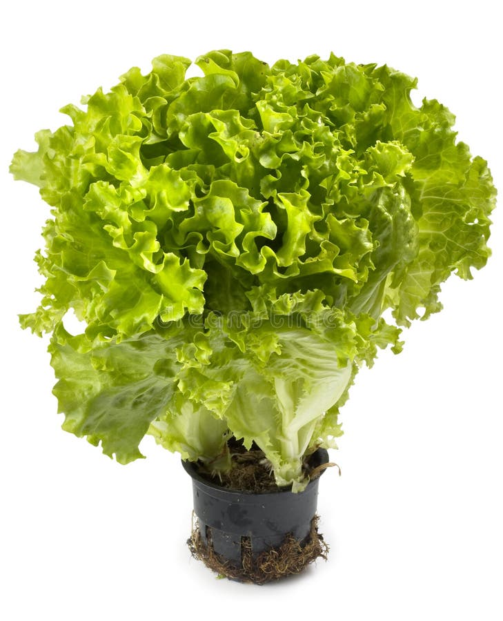 Lettuce bunch stock photo. Image of vegetable, vegetarian 14824066