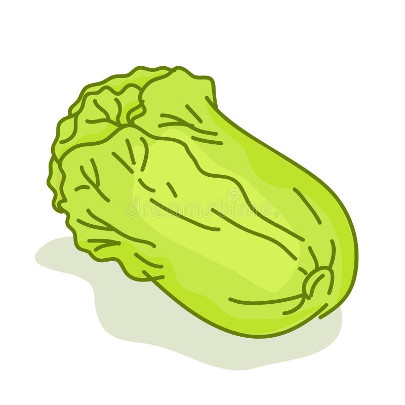 Lettuce Cartoon Isolated Illustration Stock Vector Illustration of