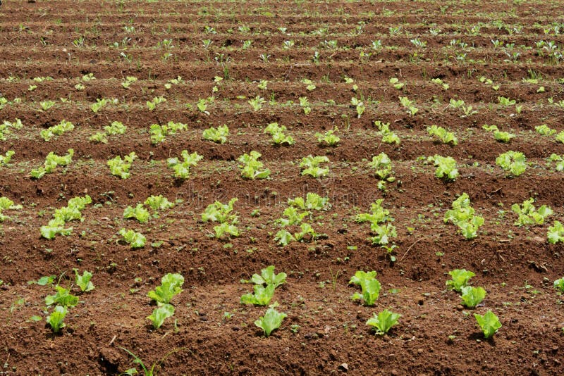 Lettuce crop stock photo. Image of crop, vegetables, morning 23503332
