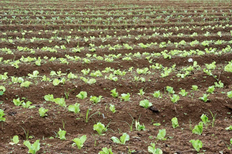 Lettuce crop stock photo. Image of plant, farm, crop 23540628