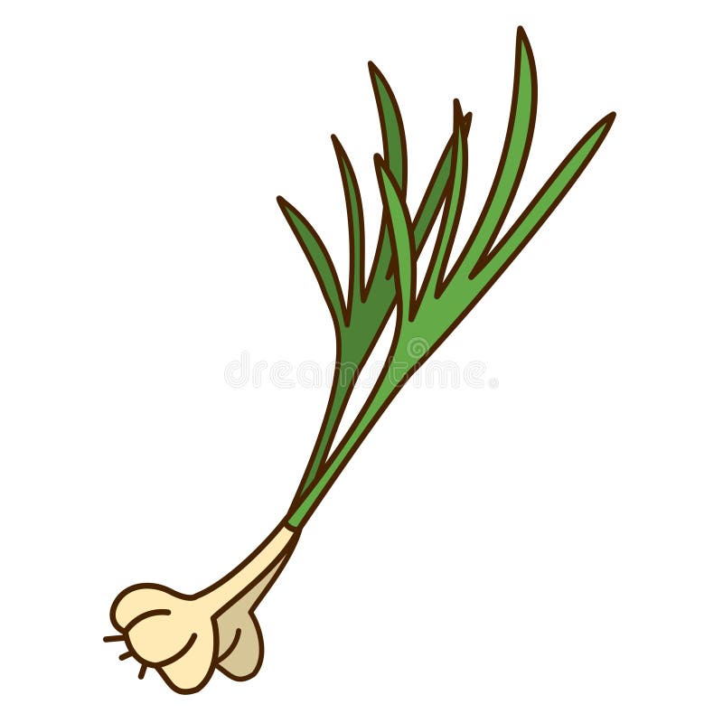 Lettuce in Doodle Style. Vector Illustration of a Vegetable Stock