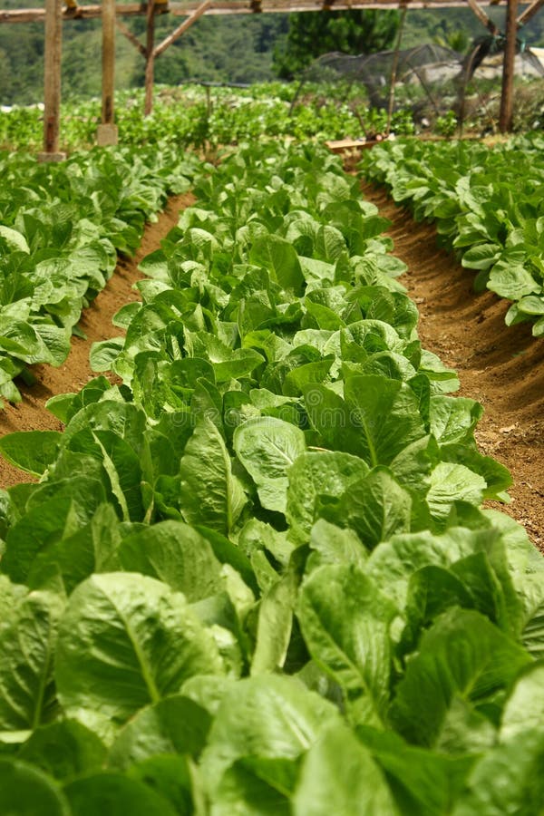 Lettuce Farm stock image. Image of greens, ground, nature 18813697