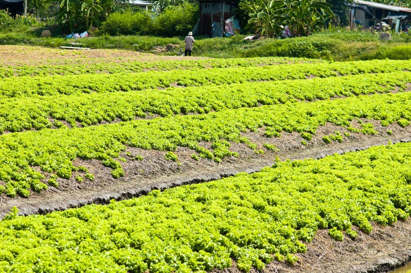 Lettuce farm stock image. Image of fresh, growing, harvest 55084217