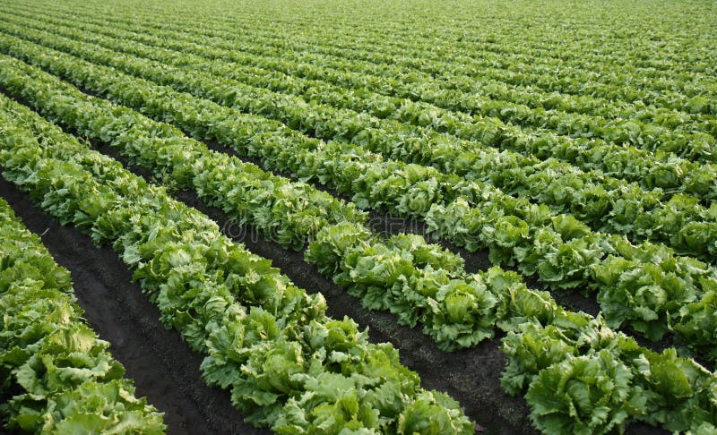 lettuce farm background