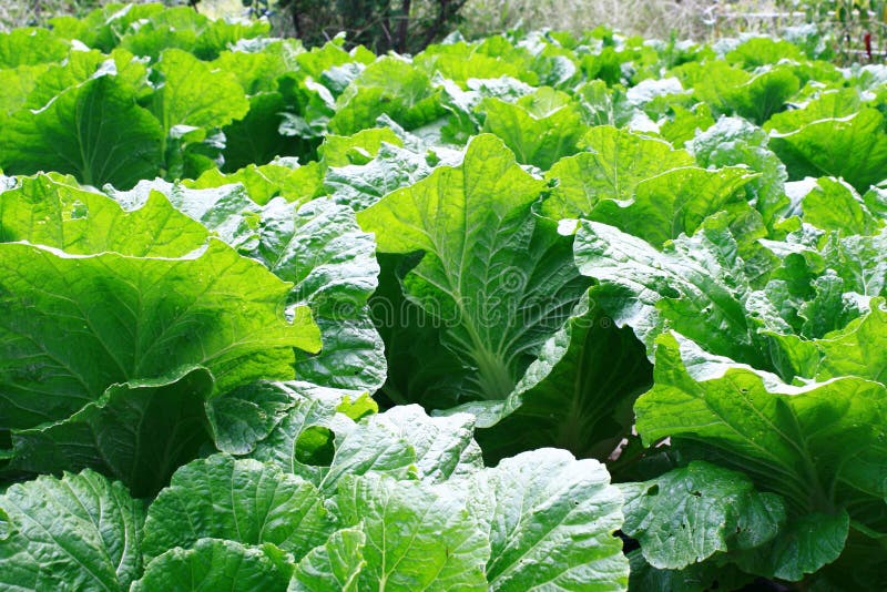 Lettuce Farm Green and Leafy Vegetable Stock Photo Image of field