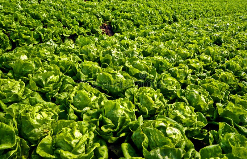 Lettuce farm stock photo. Image of scenic, agriculture 47888768