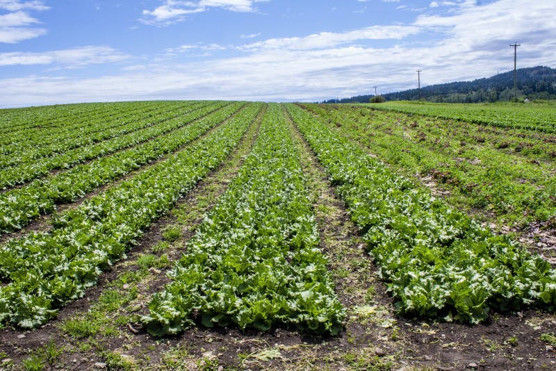 Lettuce Farm, Victoria, British Columbia, Canada Stock Photo Image of nourishment, flora