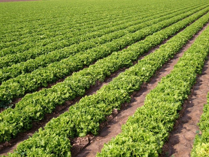 Lettuce Field 1 royalty free stock photo