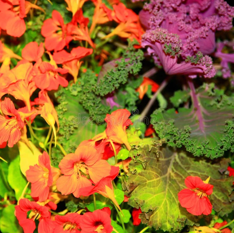 Lettuce and flowers stock image. Image of organic, summer 16065593