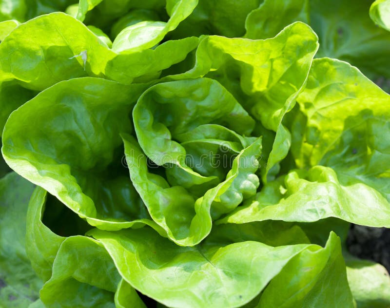 Mixed Greens Lettuce Background Stock Photo Image of organic