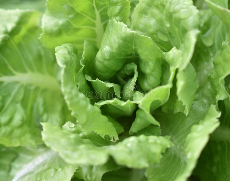 Lettuce fresh stock photo. Image of smooth, growth, work 70115892