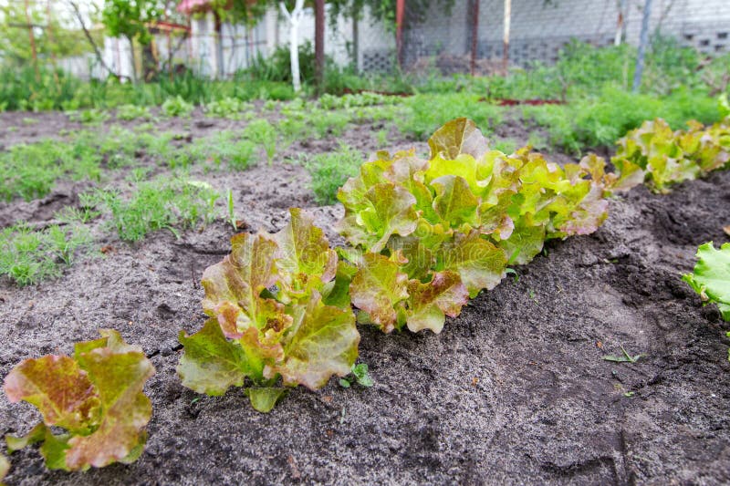 Lettuce garden bed stock image. Image of compost, healthy 88517359