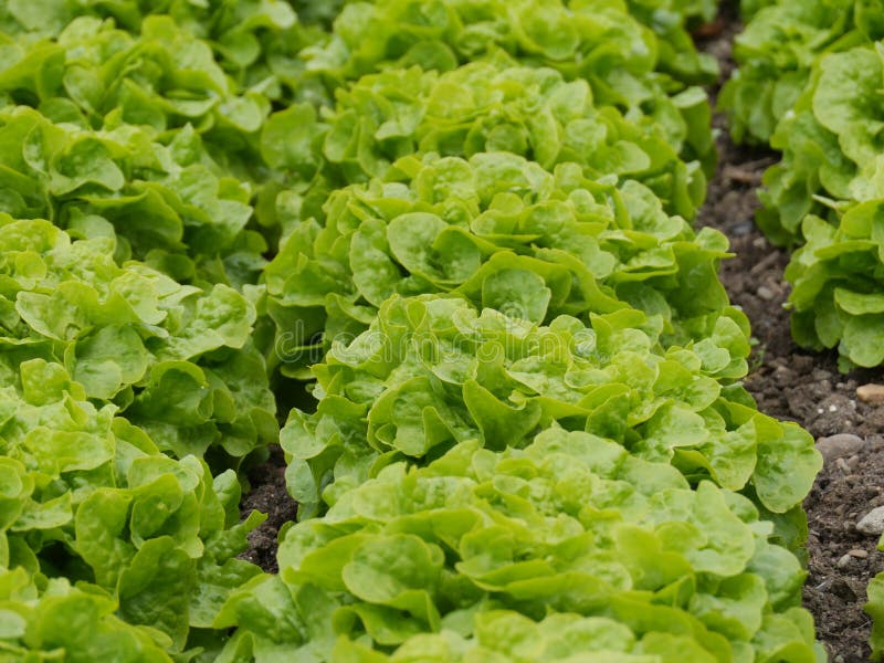 Lettuce garden stock photo. Image of edible, nutrition 74959500