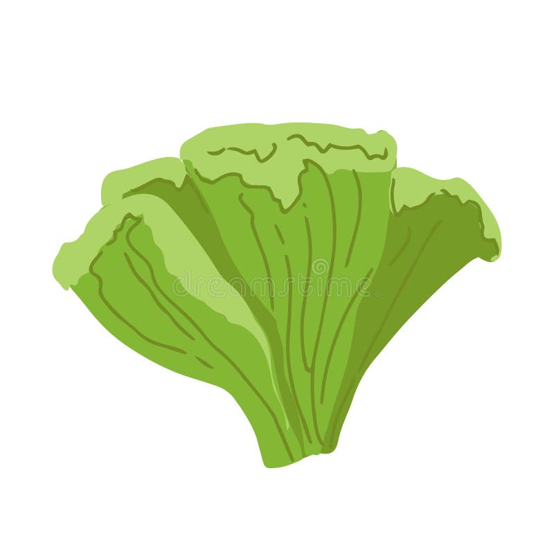 Lettuce, Green Leaves, Bunch of Salad Vector Illustration, Background ...