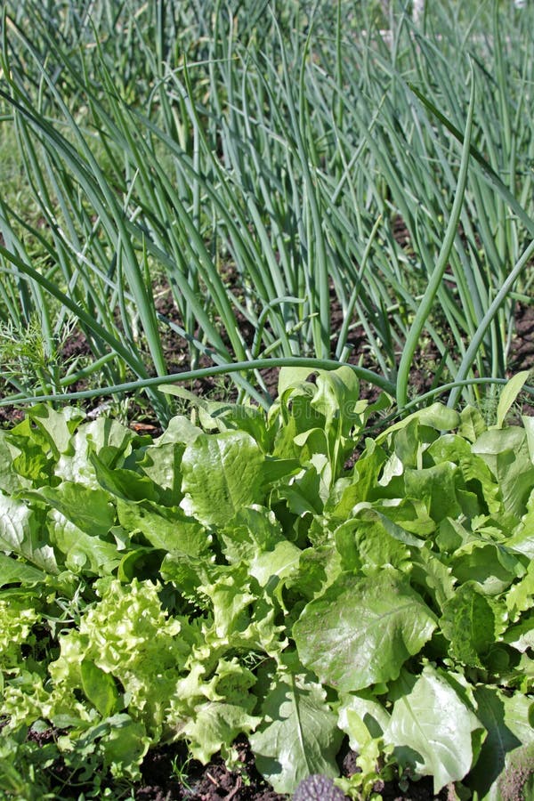Lettuce and green onion stock photo. Image of grow, green 15004522