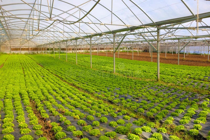 Lettuce Greenhouse stock image. Image of horticulture 52789603