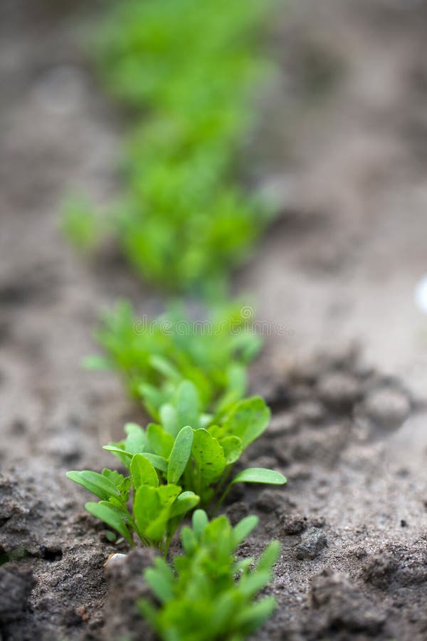 Lettuce Growing on Garden Bed Stock Photo Image of green, fresh 92236644