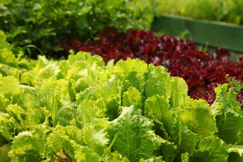 Lettuce Growing in the Garden on the Farm Stock Image Image of