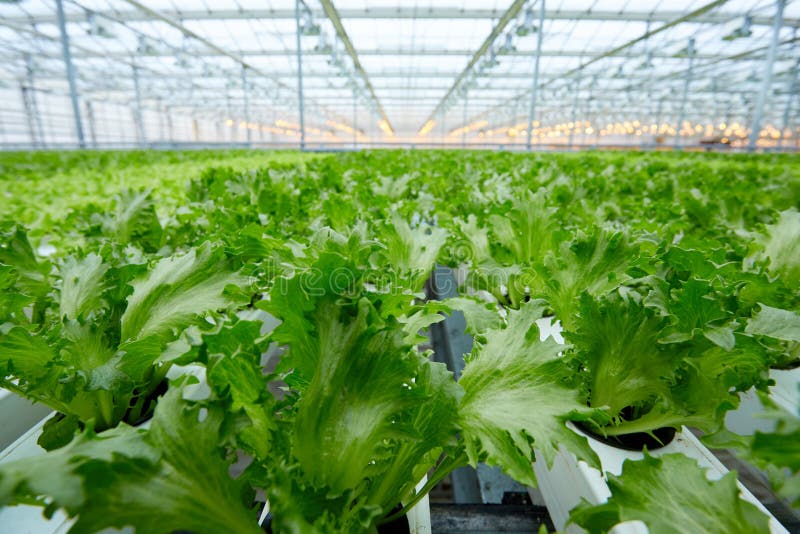 Lettuce Growing in Greenhouse. Hydroponic Vegetables. Growing
