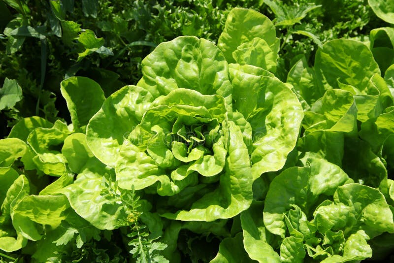 Lettuce Growing in the Kitchen Garden. Top View. Stock Photo Image of