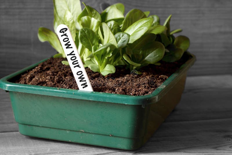 Lettuce Growing in a Seed Tray with Grow Your Own on Label Stock Image Image of agricultural