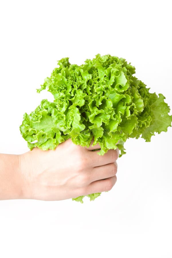 Lettuce in the hand