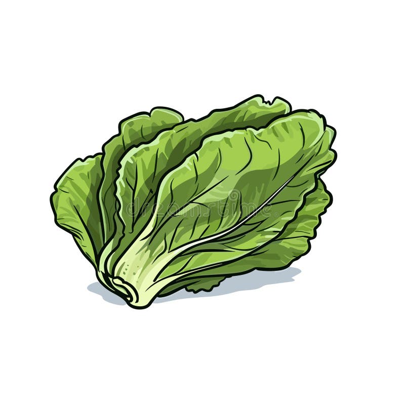 Lettuce Handdrawn Illustration. Lettuce. Vector Doodle Style Cartoon