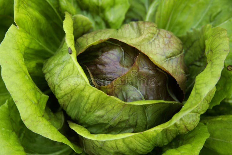 Lettuce head close up stock image. Image of lettuce, hungry 4956615