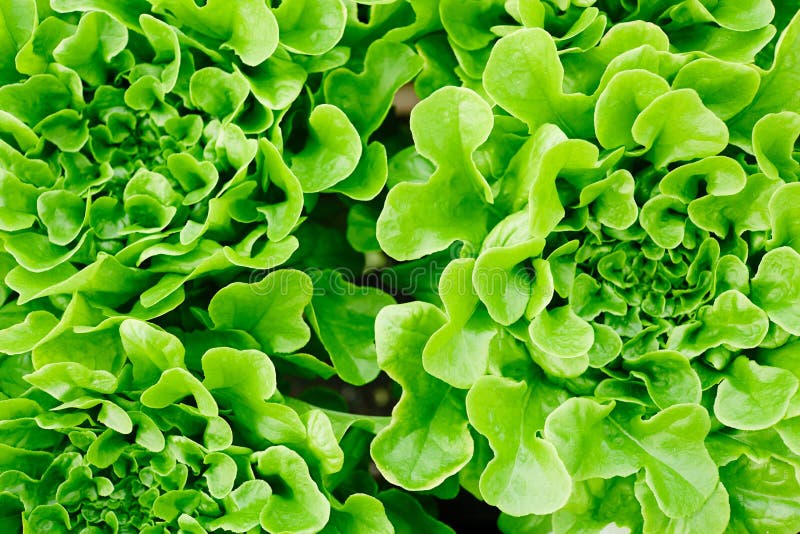 Lettuce field stock photo. Image of glasshouse, hydroponics 112896854