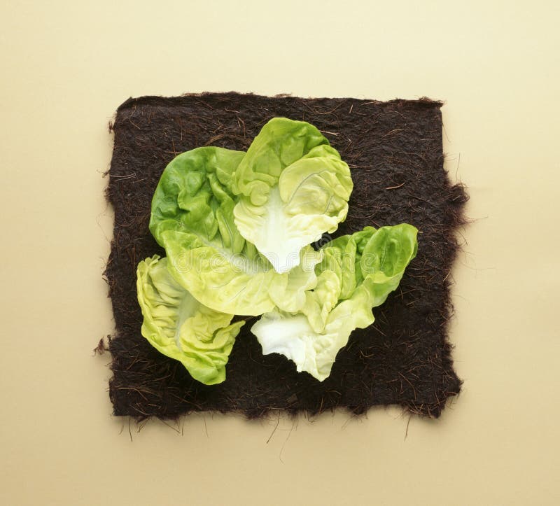 Lettuce hearts stock image. Image of painting, crisp 23704693