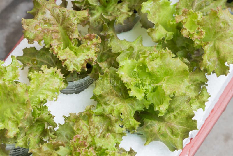 154 Hydroponic Lettuce Roots Stock Photos Free & RoyaltyFree Stock