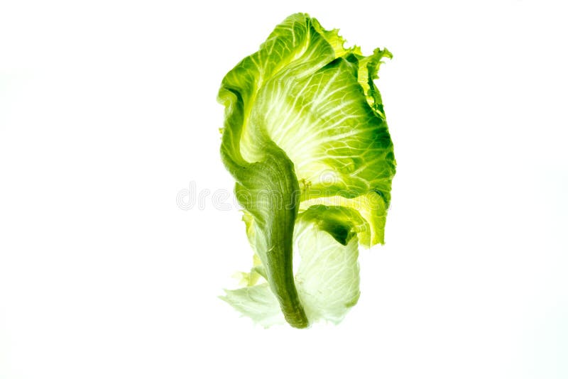 Lettuce iceberg on a white stock image. Image of iceberg 72637777