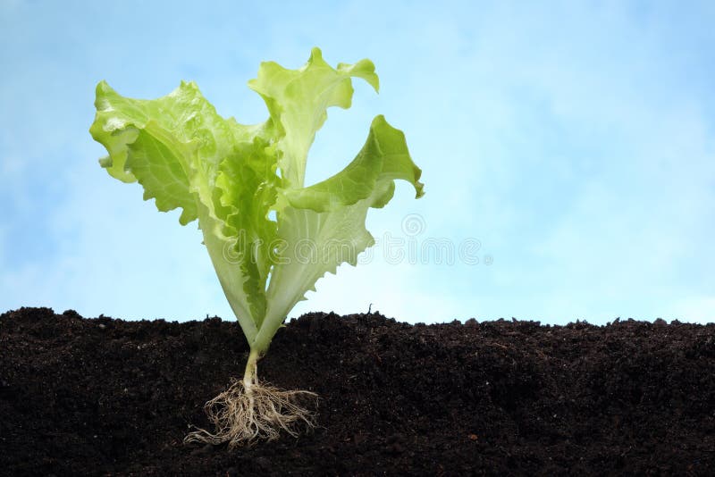Lettuce Image With Root In Soil Royalty Free Stock Images Image 29885619