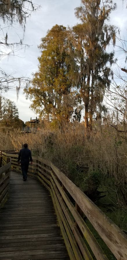 Lettuce Lake Park editorial stock image. Image of park - 132642899