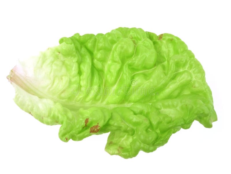 Lettuce Leaf Picture. Image 14872218