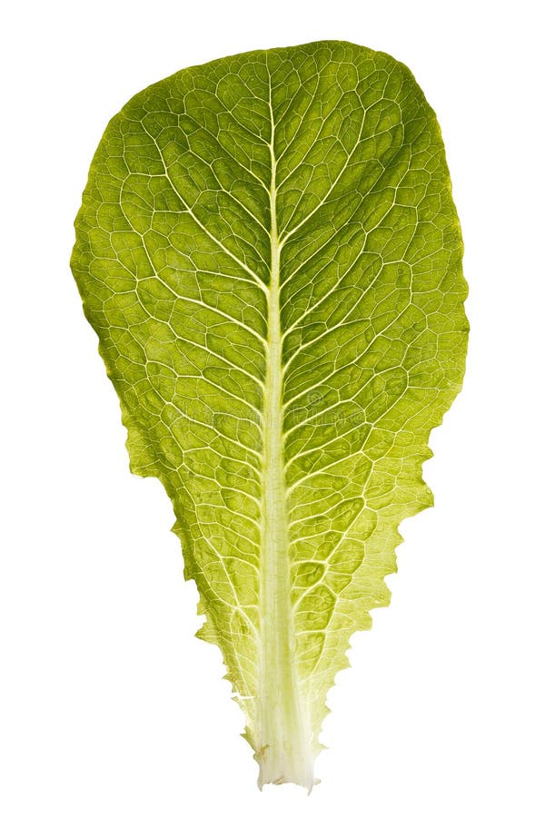 Lettuce leaf stock image. Image of isolated, ingredient 46351423