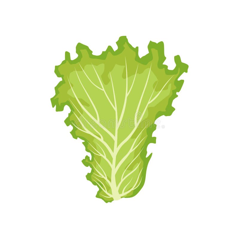 Lettuce Leaf, Vegetarian Healthy Food, Organic Leafy Vegetable for ...