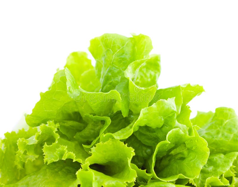 Mixed Greens Lettuce Background Stock Photo Image of organic